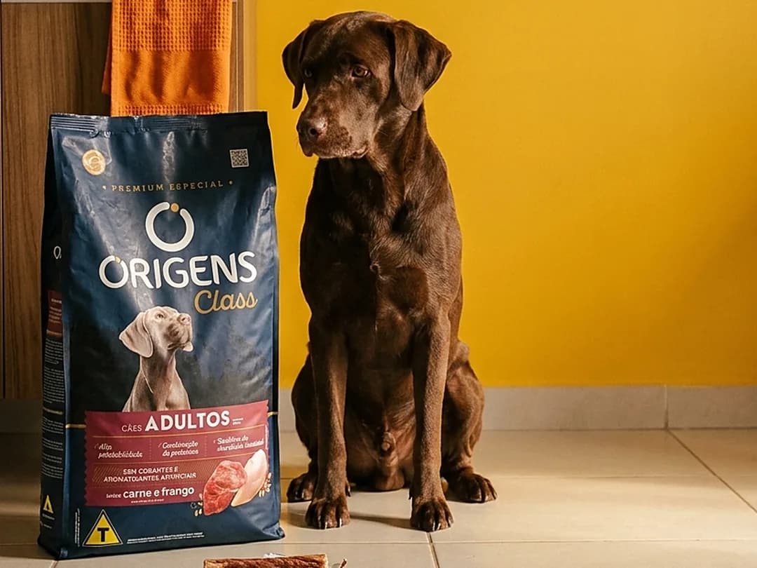 Labrador chocolate sentado na cozinha ao lado do saco de ração Origens Class para cães adultos